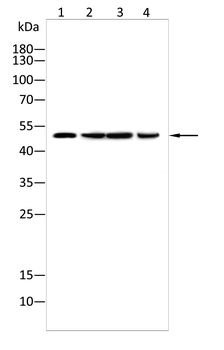 MCU Antibody