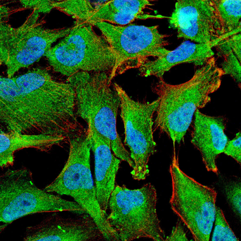 XIAP Antibody