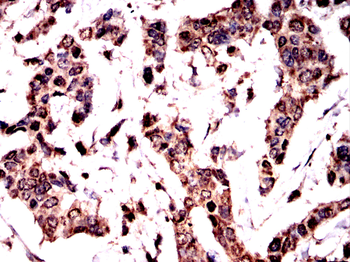 XIAP Antibody