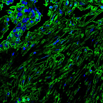XIAP Antibody