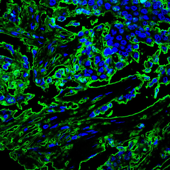 XIAP Antibody