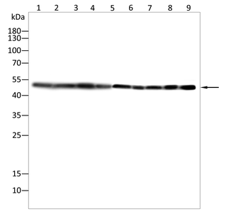 XIAP Antibody