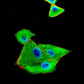 XIAP Antibody