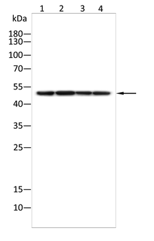 XIAP Antibody