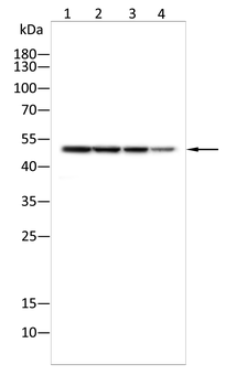 XIAP Antibody