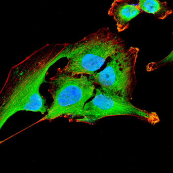 SIGMAR1 Antibody