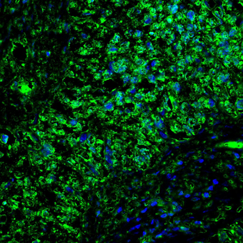 SIGMAR1 Antibody