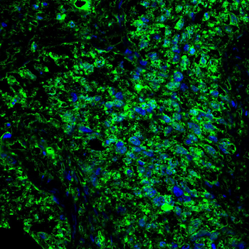 SIGMAR1 Antibody