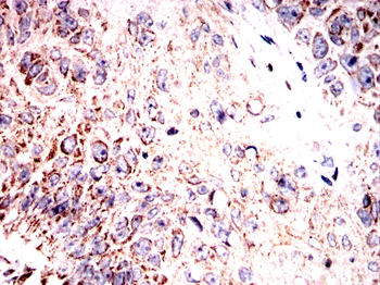 SIGMAR1 Antibody