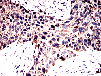 SIGMAR1 Antibody