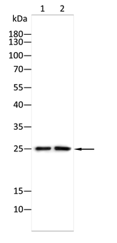 SIGMAR1 Antibody