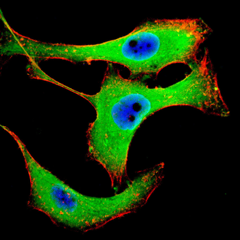 SIGMAR1 Antibody