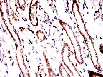 SIGMAR1 Antibody