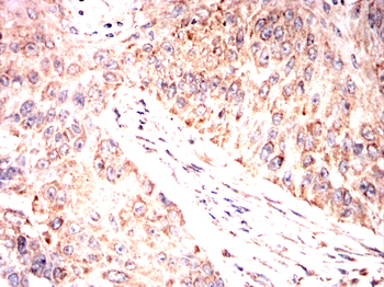 SIGMAR1 Antibody