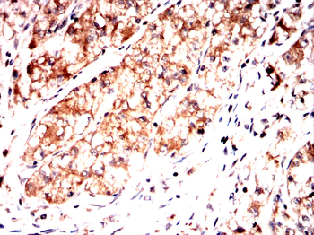 SIGMAR1 Antibody