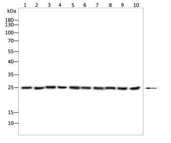 SIGMAR1 Antibody