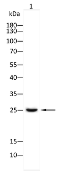 SIGMAR1 Antibody