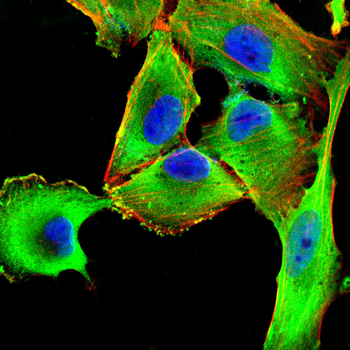 bglap2 Antibody