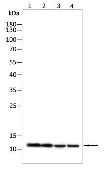 bglap2 Antibody