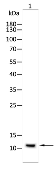 bglap2 Antibody