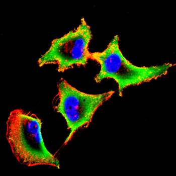 bglap2 Antibody