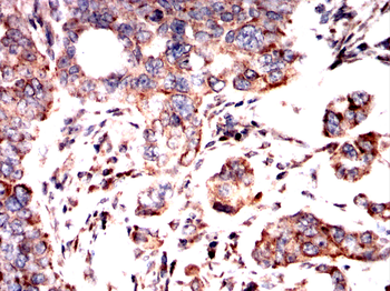 bglap2 Antibody
