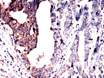 bglap2 Antibody