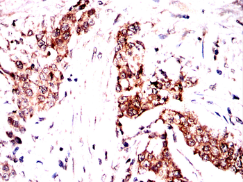 bglap2 Antibody
