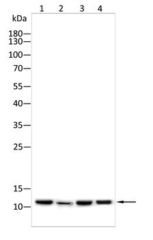 bglap2 Antibody