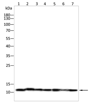 bglap2 Antibody