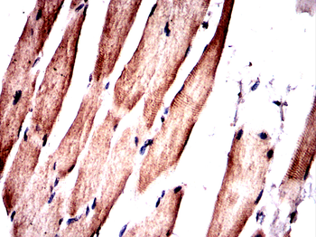 GLS Antibody