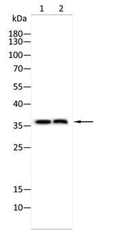 GLS Antibody