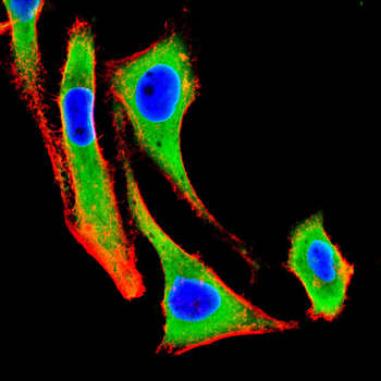 GLS Antibody