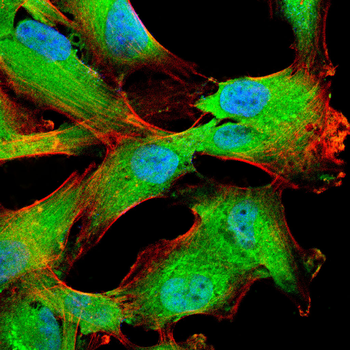 DCP1A Antibody