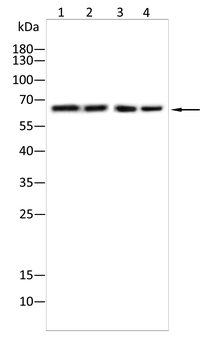 DCP1A Antibody