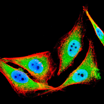 DCP1A Antibody