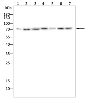 DCP1A Antibody
