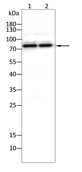 PECAM1 Antibody