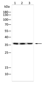 AKR1C1/AKR1C2 Antibody