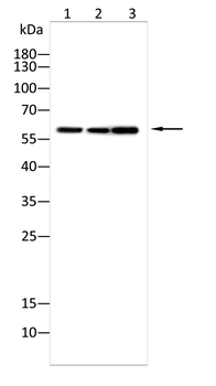 G6PD Antibody