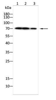 DMD Antibody