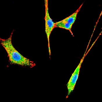 DMD Antibody
