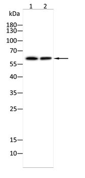 DMD Antibody