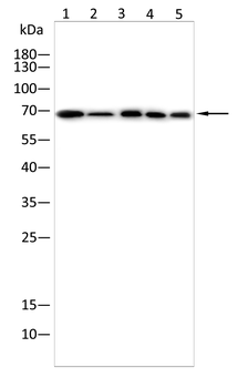 BTRC Antibody