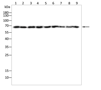 BTRC Antibody
