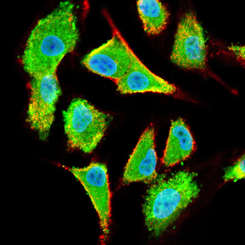 PKM Antibody