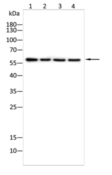 PKM Antibody