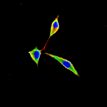PKM Antibody