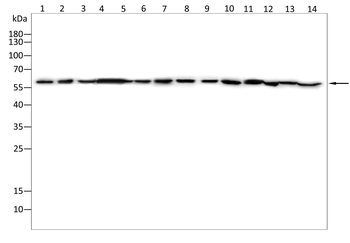PKM Antibody