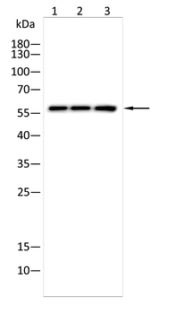 PKM Antibody